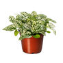 Confetti White, Hypoestes Seeds - Packet thumbnail number null